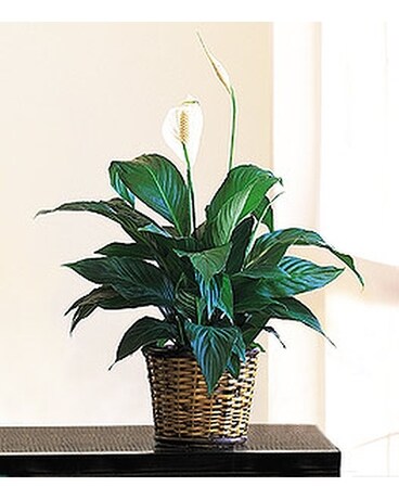Small Spathiphyllum Plant - by Lary's Florist & De Flower Arrangement