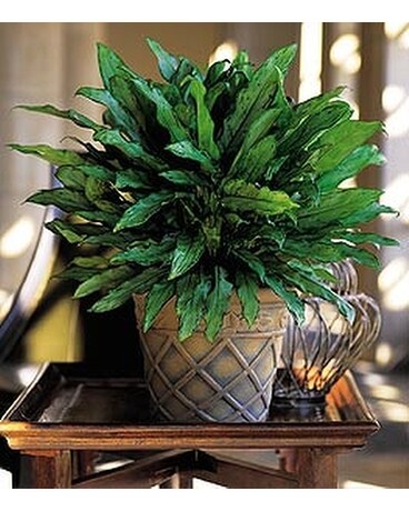 Aglaonema - by Lary's Florist & Designs LLC Flower Arrangement