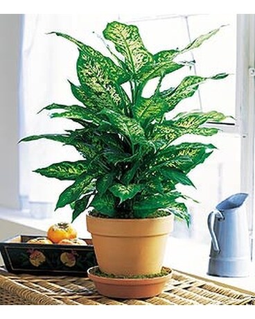 Dieffenbachia - by Lary's Florist & Designs LLC Flower Arrangement
