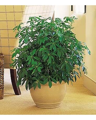 Arboricola - by Lary's Florist & Designs LLC Plant
