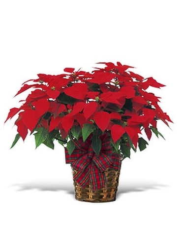 Large Red Poinsettia - by Lary's Florist & Designs Plant