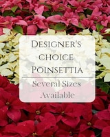6 Inch - Red size,  inches height and  inches wide.