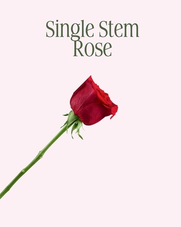 Single Rose Flowers