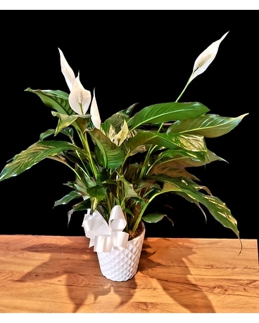 Premium Potted Peace Lily Plant