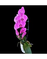 Purple size,  inches height and  inches wide.