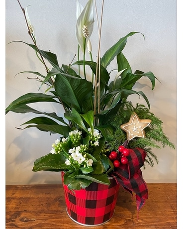 Buffalo Check Planter Plant
