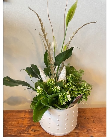 Classic Winter Plant