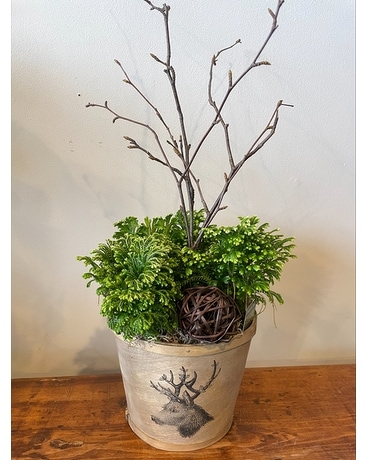 Christmas Forest Plant