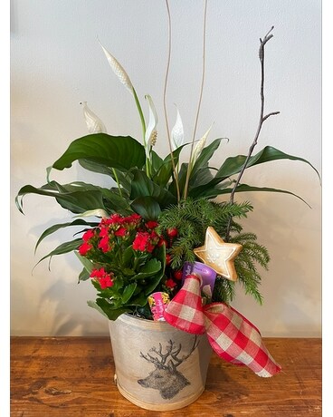 King of the Ranch Plant