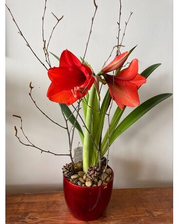 Amaryllis Planter Plant