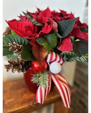 Red Poinsettia's Plant