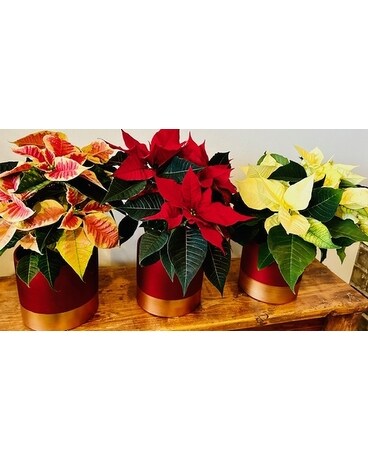 Perfect Christmas Trio Plant
