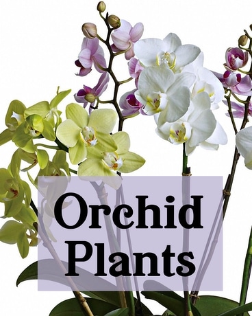 Orchid Plant Flower Arrangement