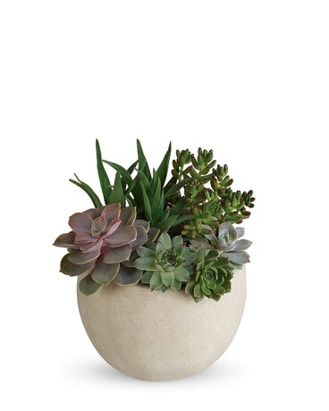 Desert Beauty Succulent Garden Flower Arrangement