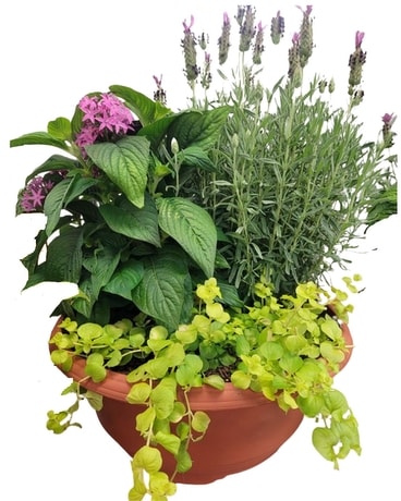 Patio Planter Plant