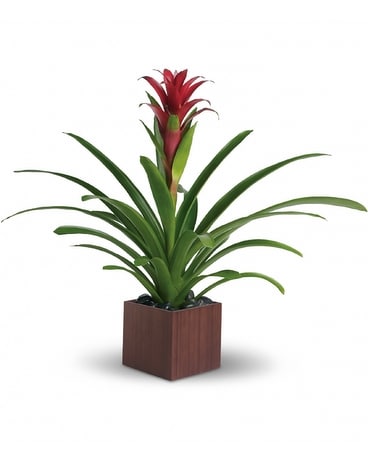 Bromeliad Beauty Plant