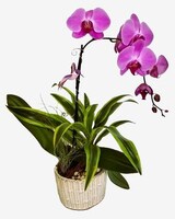 Orchid Garden in Bonita Springs FL - Heaven Scent Flowers Inc.