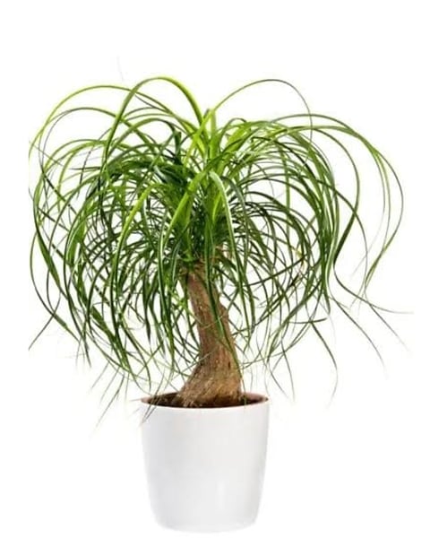 a spider plant Spider Plant, in 8