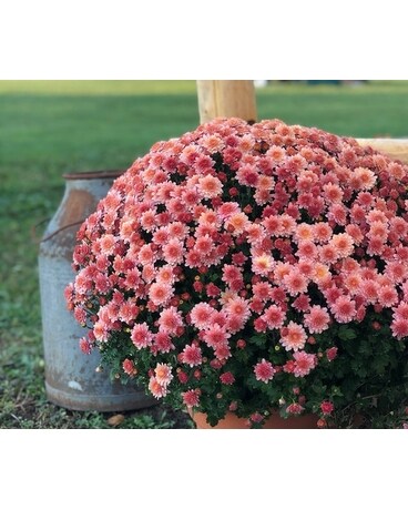 Chrysanthemum Plant