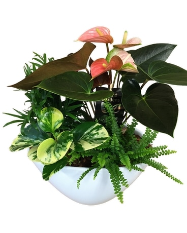 Large White Eillen Planter Plant