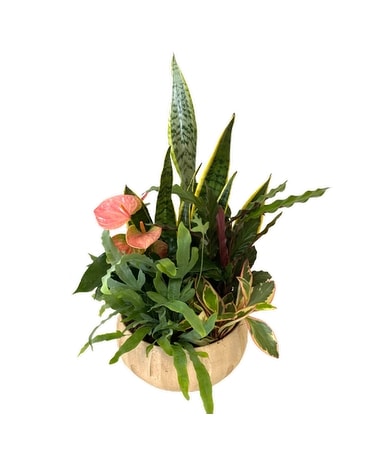 Large Ceramic Planter Plant