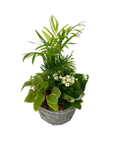 Small Dish Garden Plant