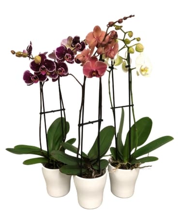 Orchid 5