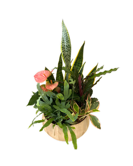 Large Ceramic Planter Plant