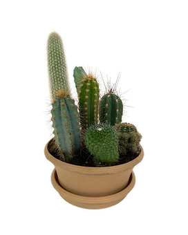Cacti Bowl Plant