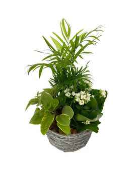 Small Dish Garden Plant