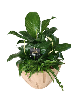 Sympathy Planter Plant