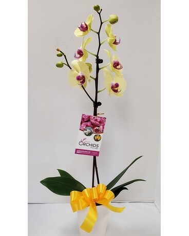Fresh orchid 1 stem (four color choice) Plant