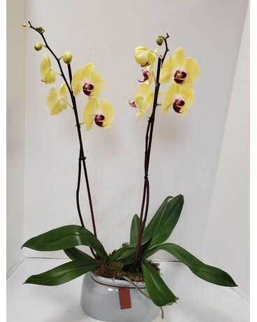 Fresh Orchid 2 Stems (Four Color Choice) Plant