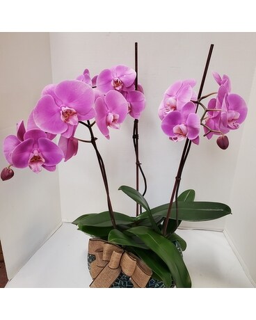Fresh Orchid 3 Stems (Four Color Choice) Plant