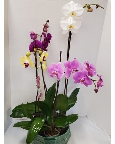 Fresh Orchid 4 Stems (Four Color Choice) Plant