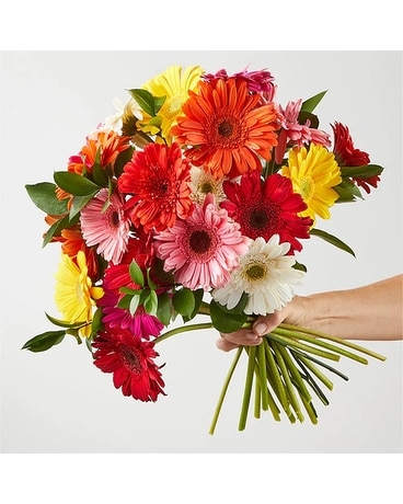 Gerbera Hand-tied Bouquet - 1 Dozen Bouquet