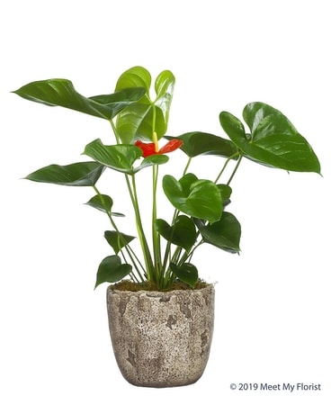 Amazing Anthirium Flower Arrangement