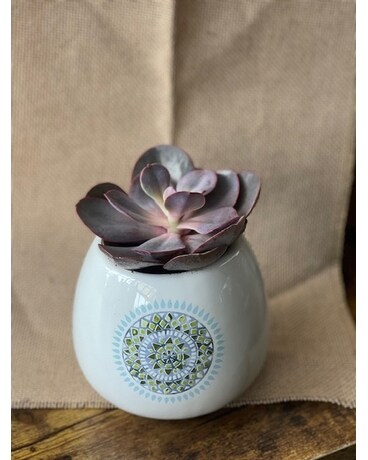 Super Succulent Plant