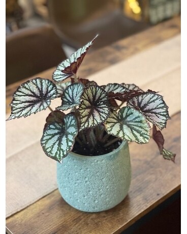 Jurassic Swirl Rex Begonia Plant