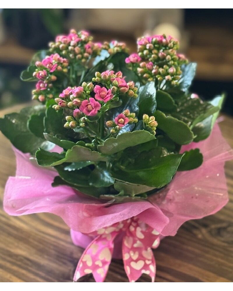 Plants Delivery Laconia NH - Prescott's Florist, LLC