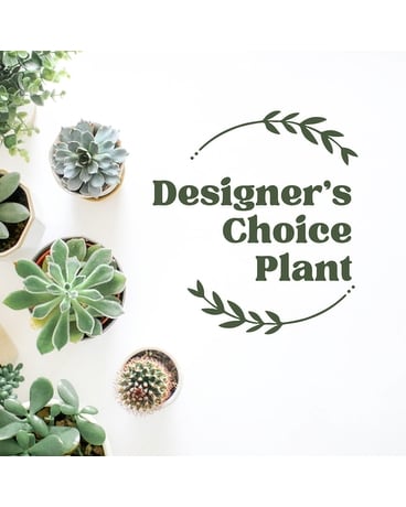 Designer's Choice Plant Flower Arrangement