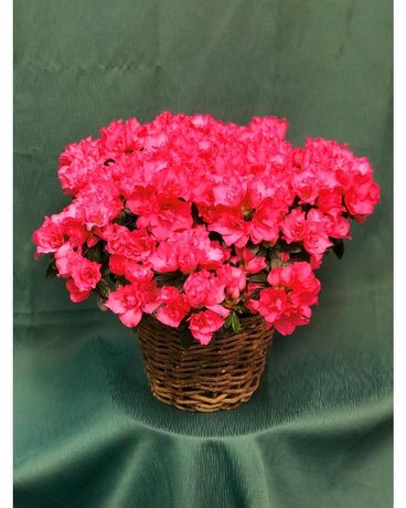 Blooming Azalea Plant