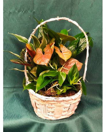 Basket Dish Garden Plant