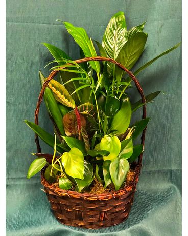 Basket Dish Garden Plant