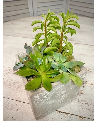 Succulent Garden Dish Garden Plant