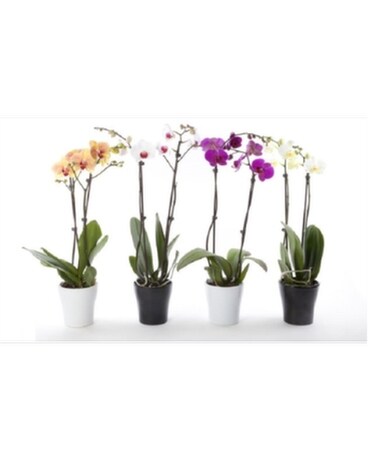 Phalaenopsis/Moth Orchid