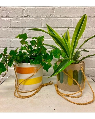 Hanging Ceramic Pots Plant