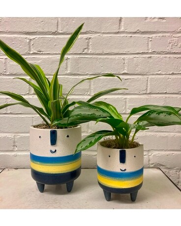 Aztec Face Blue and Yellow Pot Plant