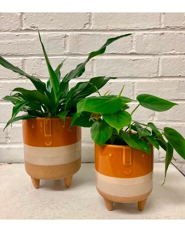 Aztec Face Brown Pot Plant