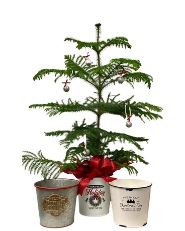 Norfolk Island Pine Plant